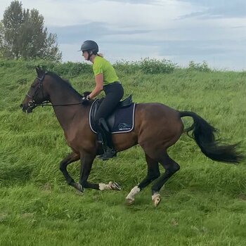 Galoptraining