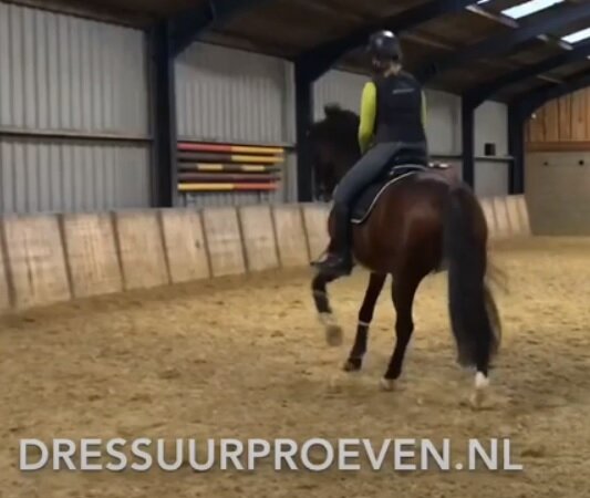 Beginnend met contragalop en overgangen (Wintertrainingtip 6)