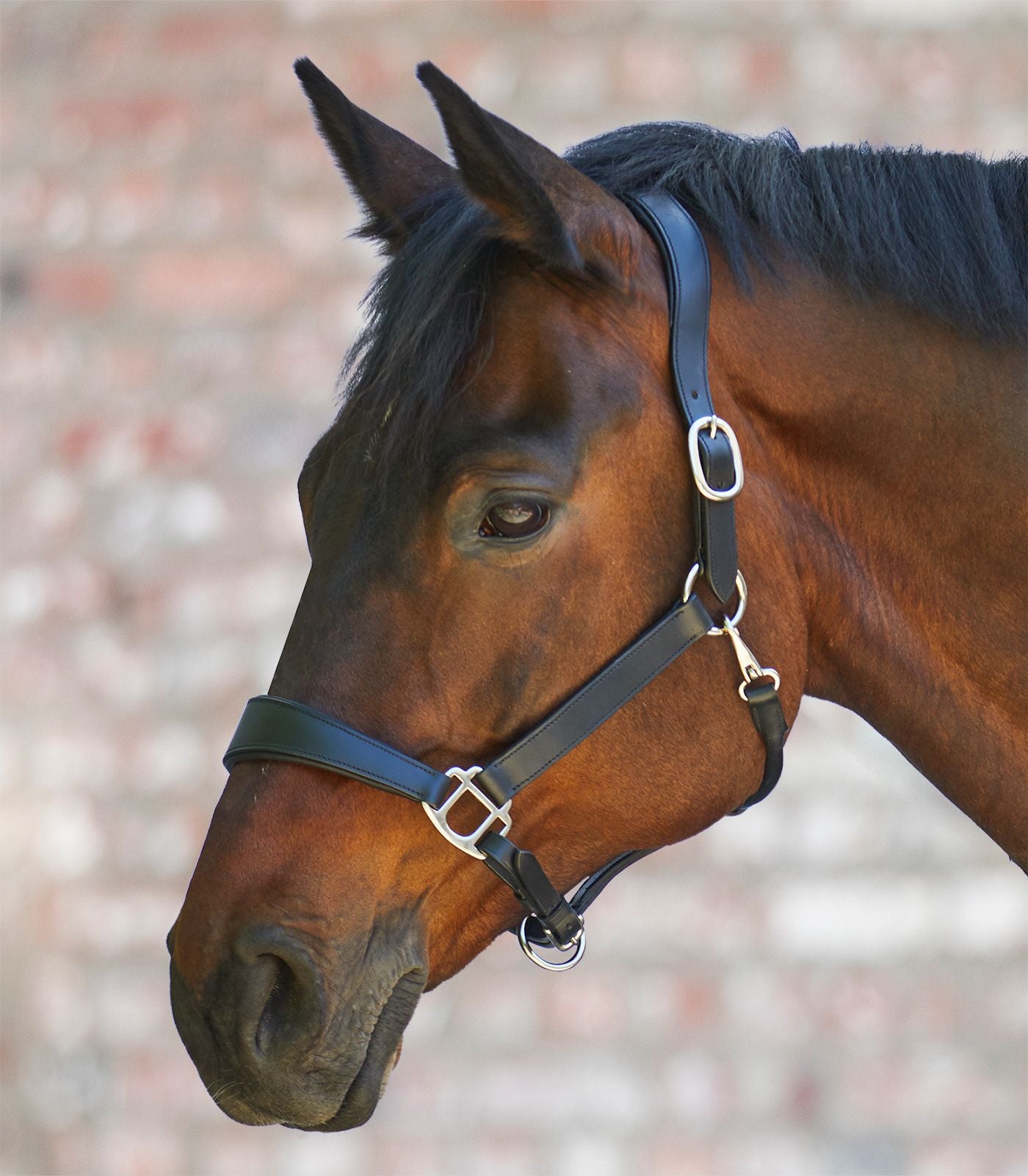 Lederen halster Anatomic met optie graveren
