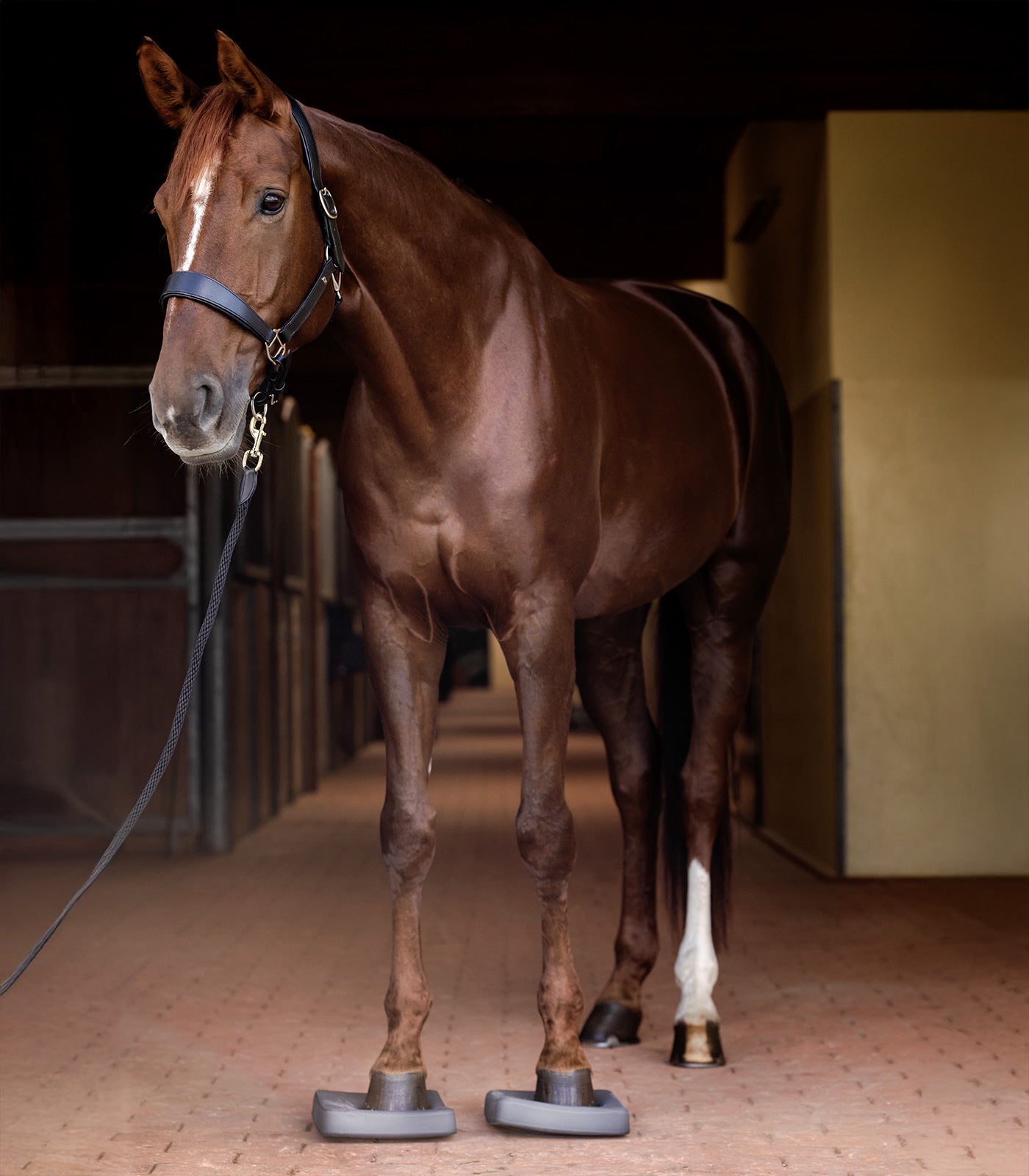 Waldhausen Balanskussens
