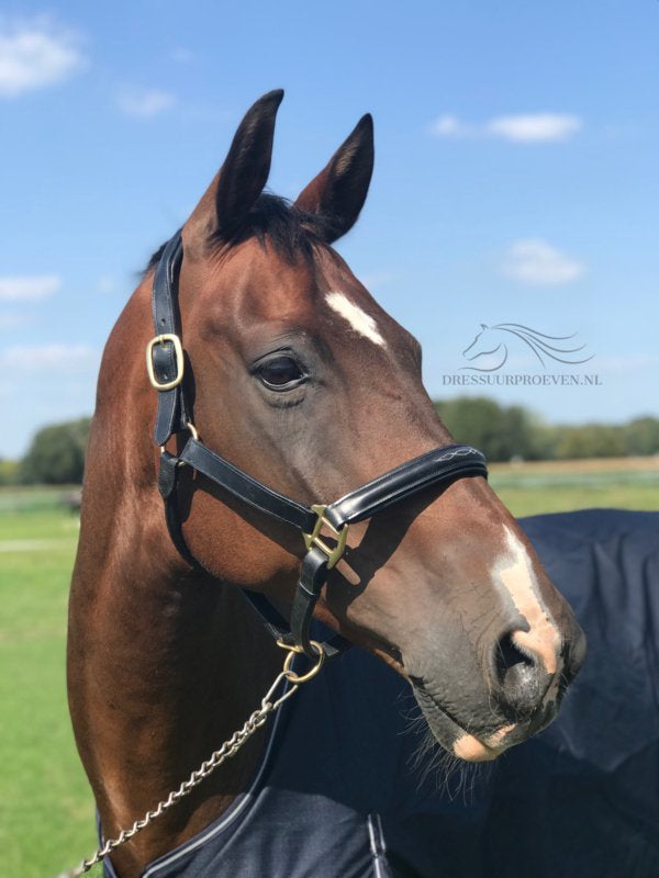 HB Show time lederen halster Horse name met optie graveren