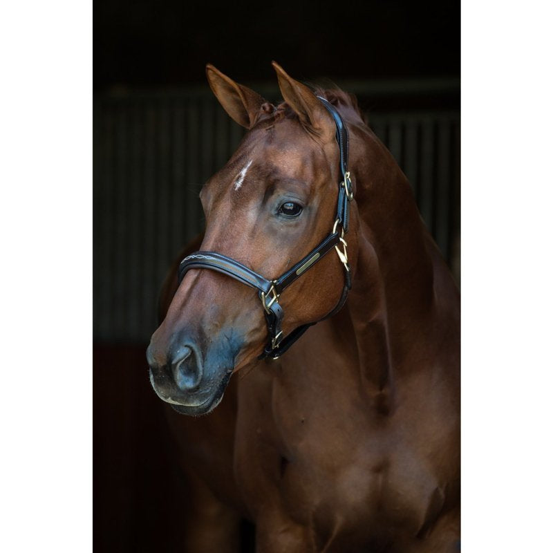 HB Show time lederen halster Horse name met optie graveren