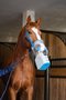 Battery Ultrasound Inhalatieapparaat voor paarden AirOne Flex
