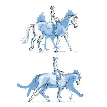 Om de stap van je paard te verbeteren ...