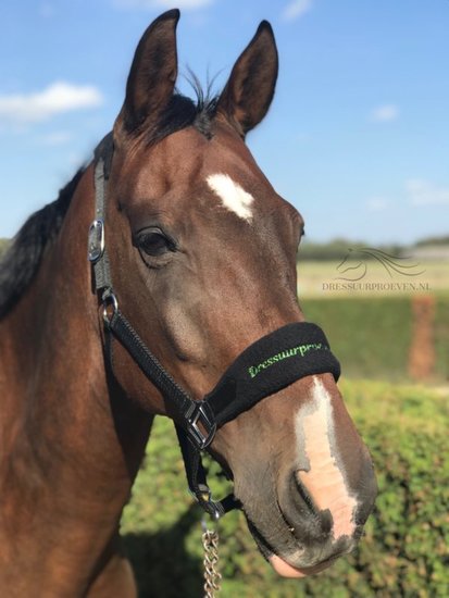 HB Bellwood Halsters Fleece gevoerd