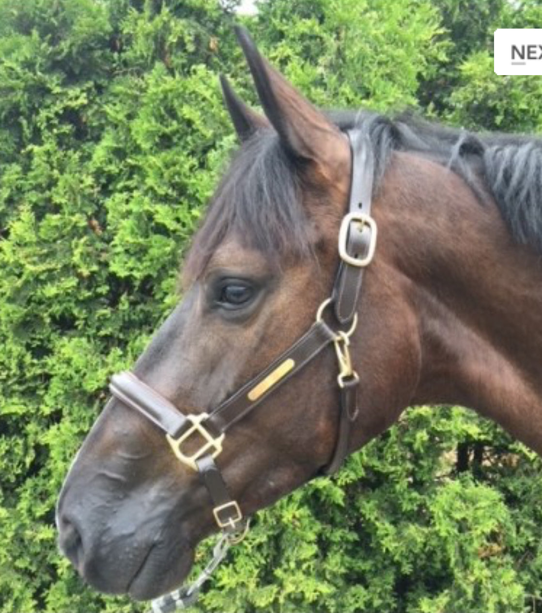 HB Show time lederen halster Horse name met optie graveren