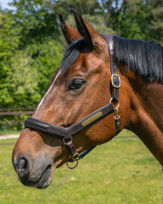 Halster leder Anatomic II optie naam graveren