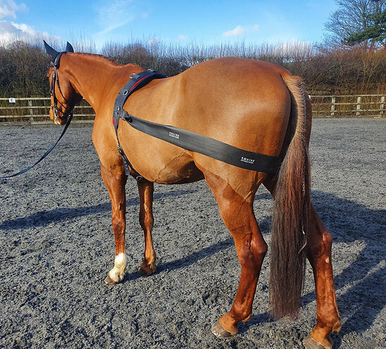 Equine Balans Band voor longeren