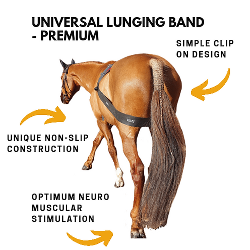 Equine Balans Band voor longeren